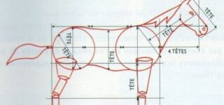 Proportions du cheval