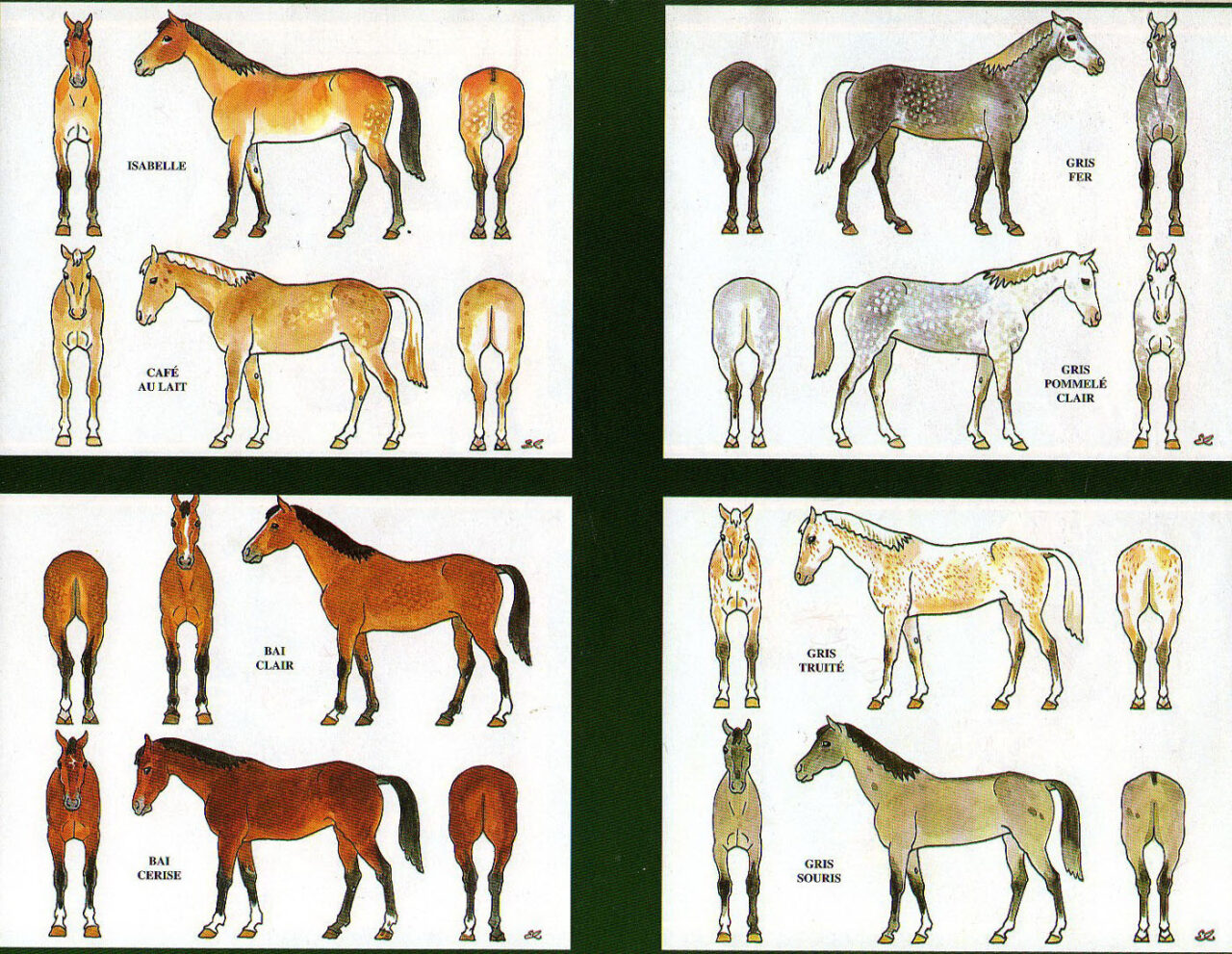 Robes de chevaux Chevaliers du centaure